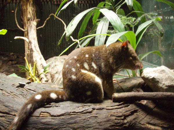 Ever seen a Quoll? Don't worry... neither have most aussies