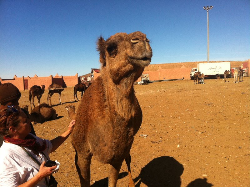 In the camel market
