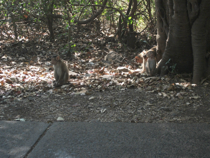 Monkeys at Sanjay Gandhi national park