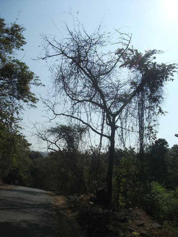 Sanjay Gandhi national park