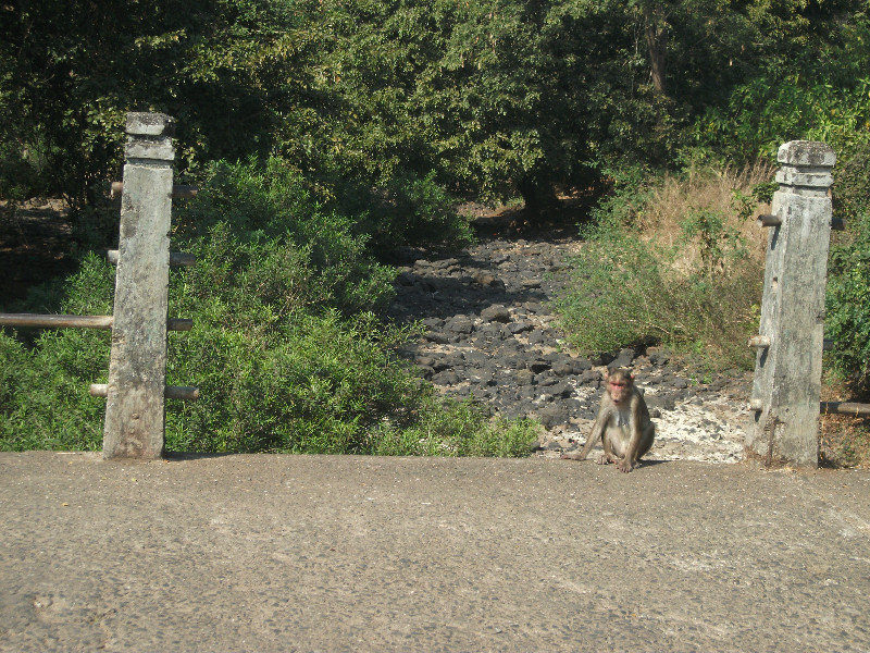 Monkeys at Sanjay Gandhi national park