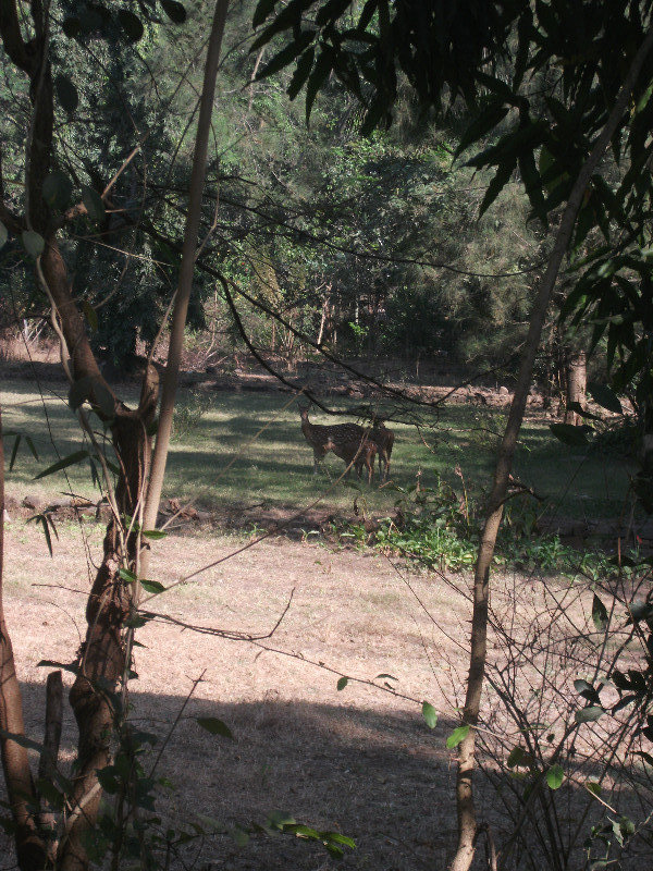 Bambi's at Sanjay Gandhi national park