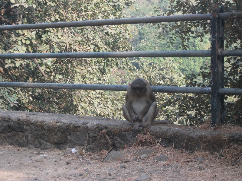 Monkeys at Elephanta Island