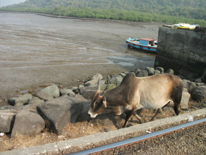 Cow at Elephanta Island
