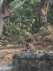 Monkeys at Elephanta Island