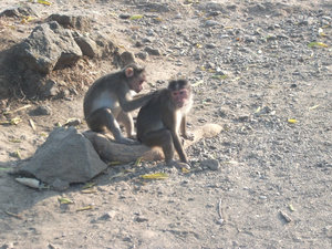 Monkeys at Elephanta Island