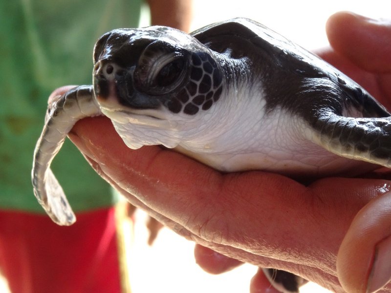 Baby Sea Turtle!