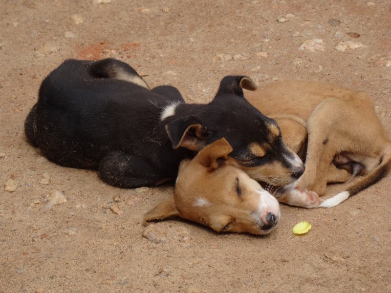 Cuddling Puppies :)