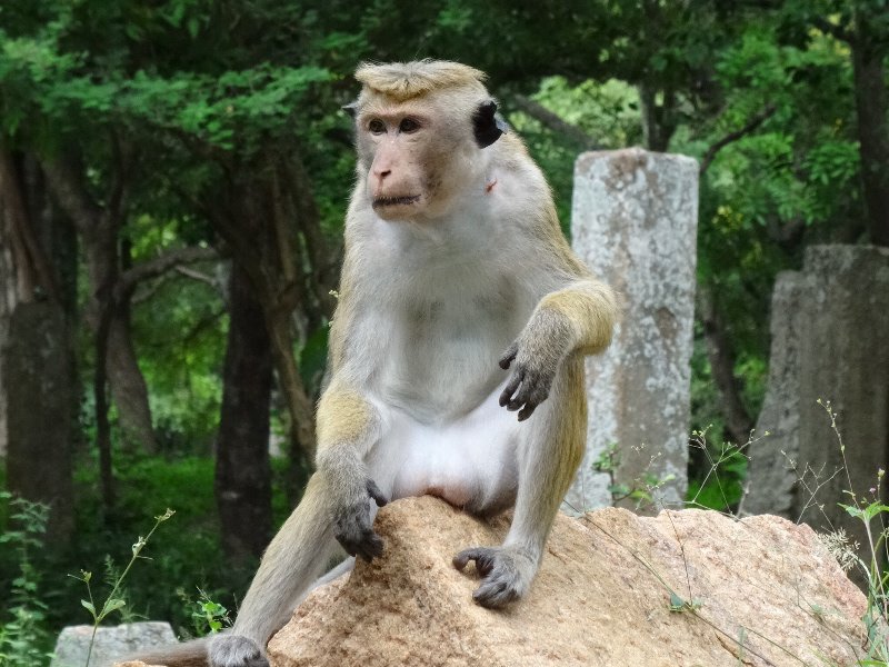 Chillaxing Monkey - Anuradhapura
