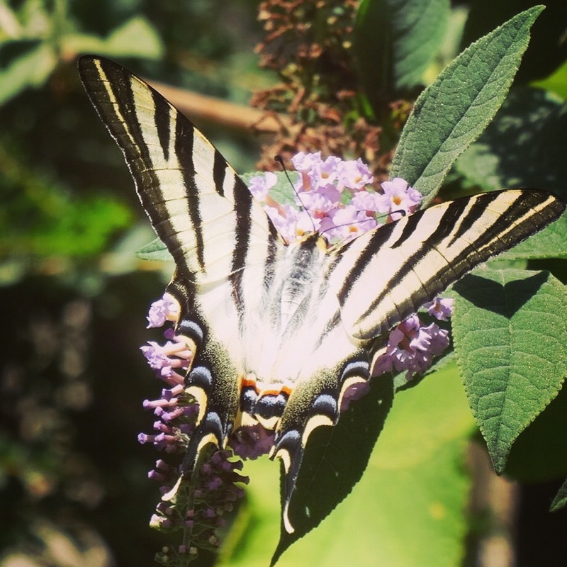 Butterfly - Castelo São Jorge