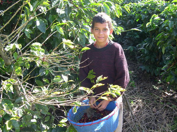 Young Coffee Picker