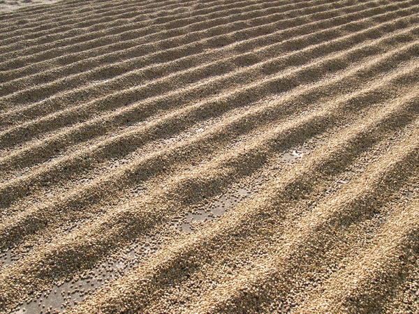 Sun Drying Coffee Beans