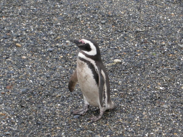 The lone Penguin