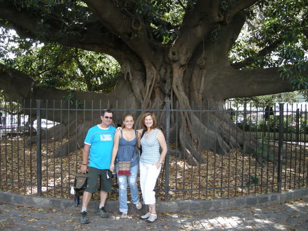 Some big tree in Buenos Aries