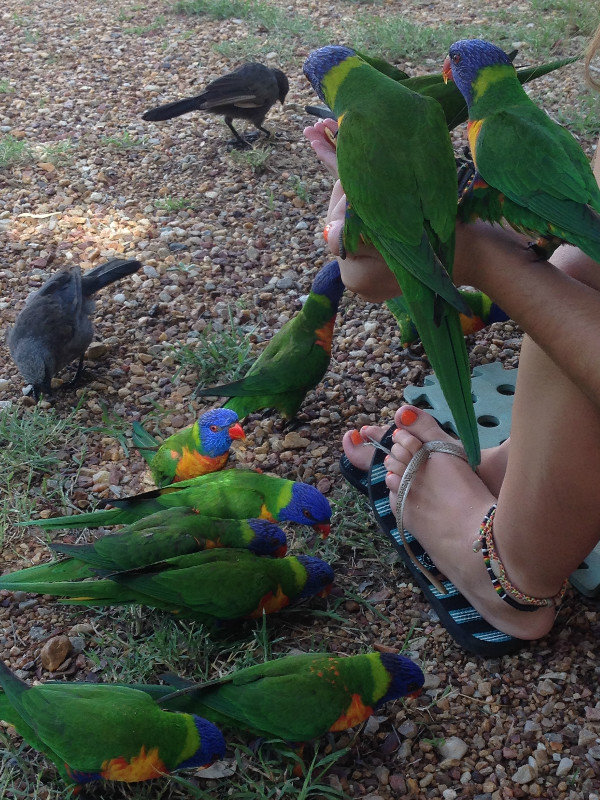 Breakfast time for the birds at our Rubyvale camp