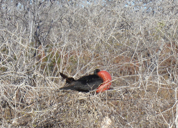 Galapagos - North Seymour