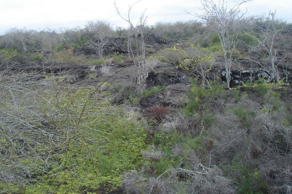 Galapagos - Isabela