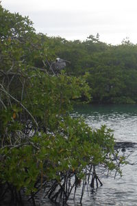 Galapagos -Santa Cruz