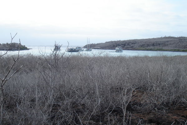 Galapagos - Santa Fe