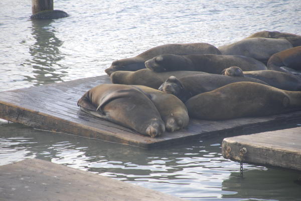 Sea Lions on by Pier 39