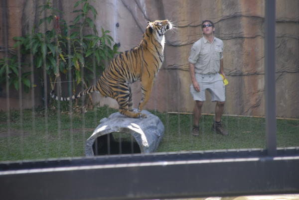 Crouching tiger!!!