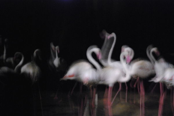 Flamingos at the night safari!