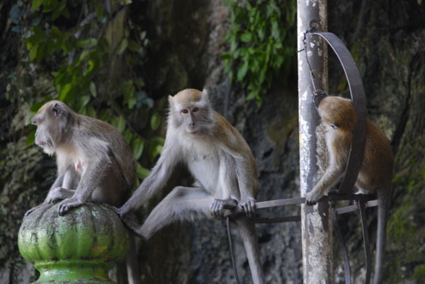 Monkeys at the Batu Caves