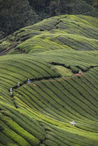 "Boh" Tea plantation