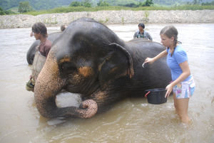 Verity washing the Elephants