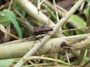 True Bug - Hemiptera