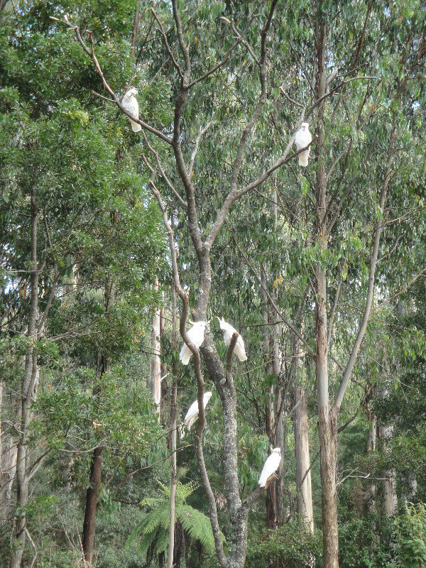 Cockatoos sitting in a tree at the side of the road :)