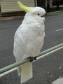 A very brave and friendly cockatoo