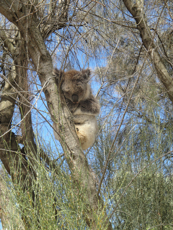 A wild Koala!