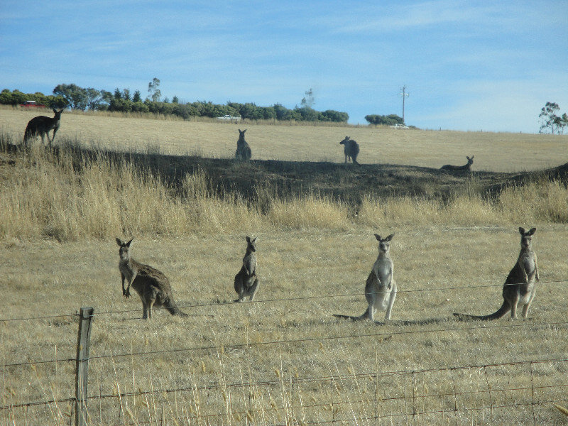 LOADS of grey kangas in the wild :)