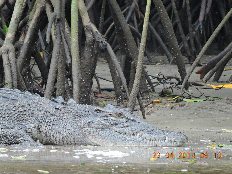 Coopers Creek - Female Croc!