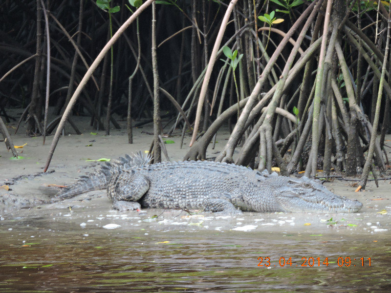 Coopers Creek - Female Croc!