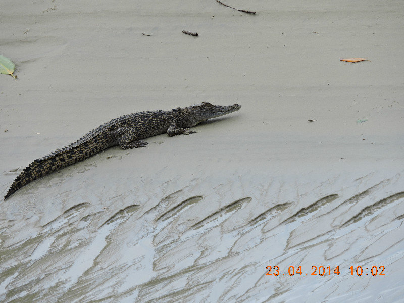 Coopers Creek - Baby Croc (2 years approx)