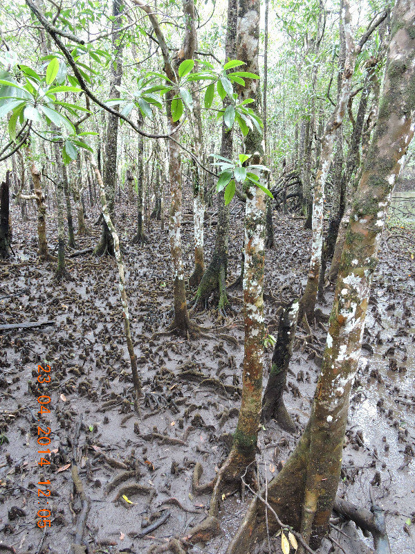 Daintree Rainforest - Snorkel Roots