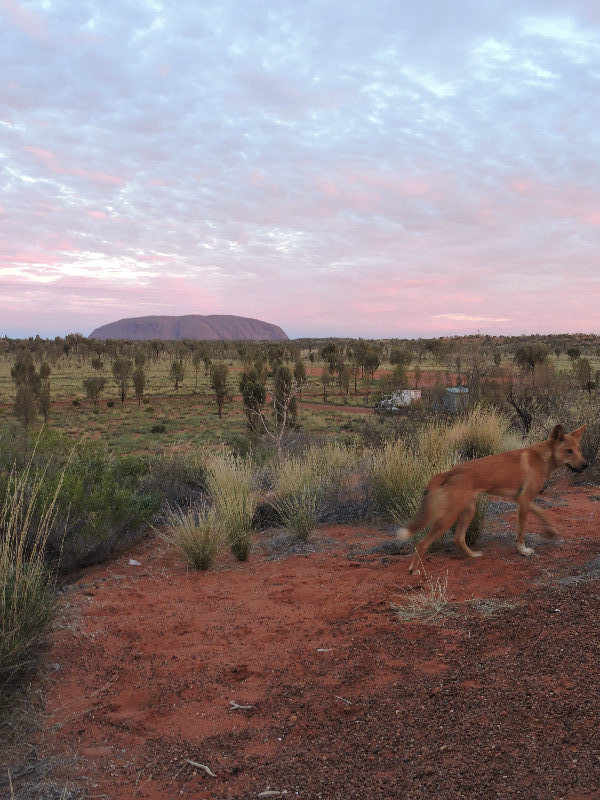 Ayers Rock - Sunset and a Dingo!