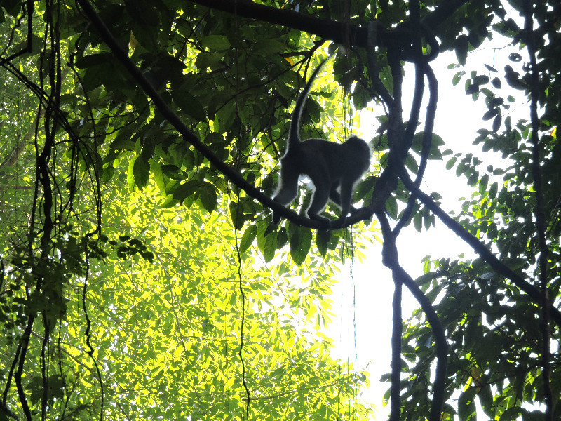 Monkey swinging in the tree-tops!