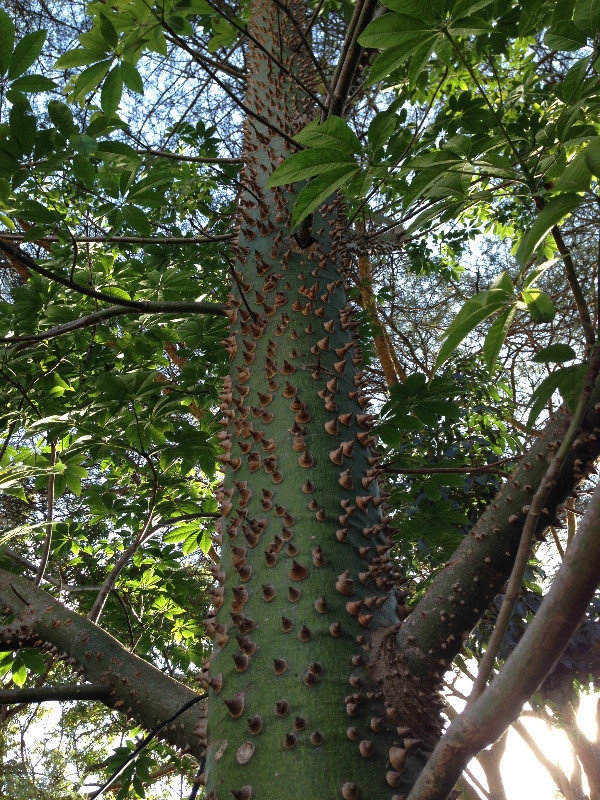 Kapok Thorn Tree