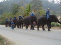 Elephants on parade