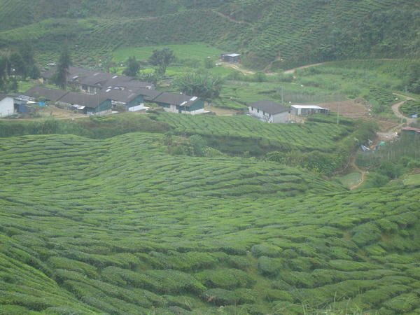 Tea bushes - Cameron Highlands