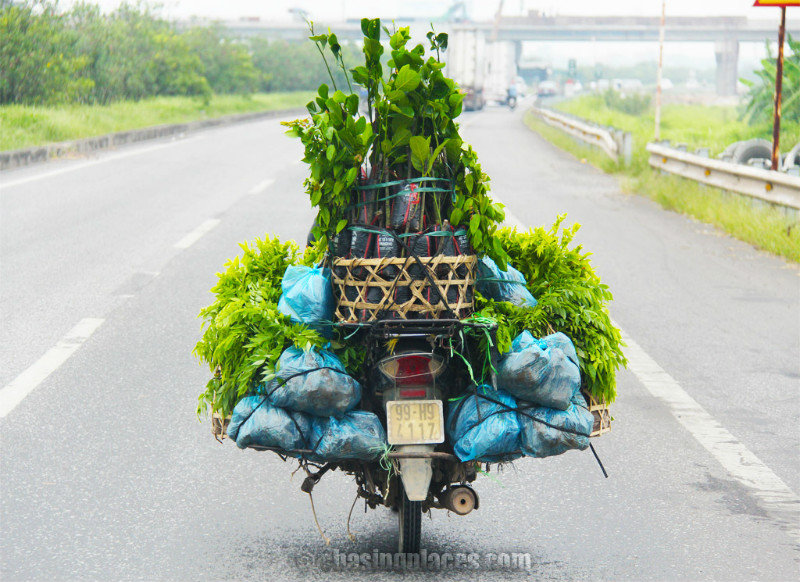 Riding With Vegetables in Hanoi