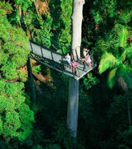 Tamborine Rainforest