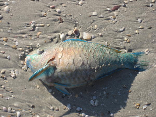 Fish washed up on the beach