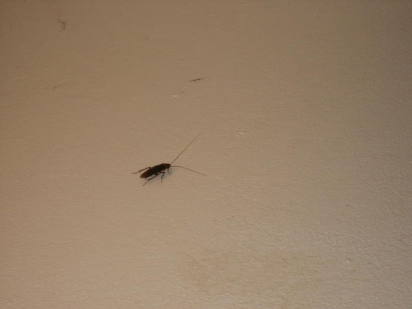 bug in the bathroom
