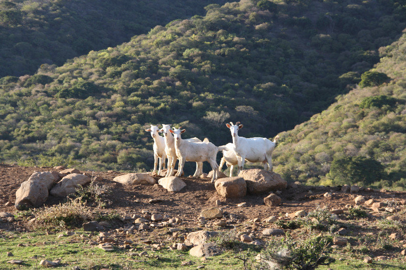 Mountain goats on the mountan