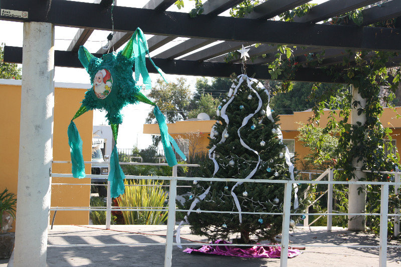 Piñata hung by the tree
