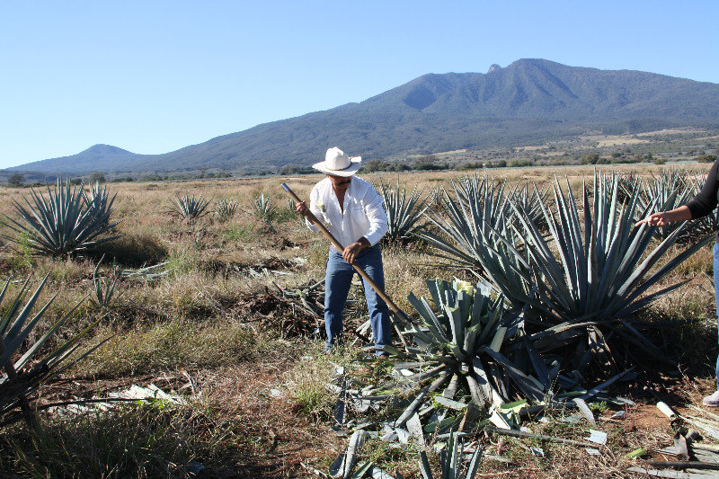 Ismael Gama trimming the Agave into a  piña
